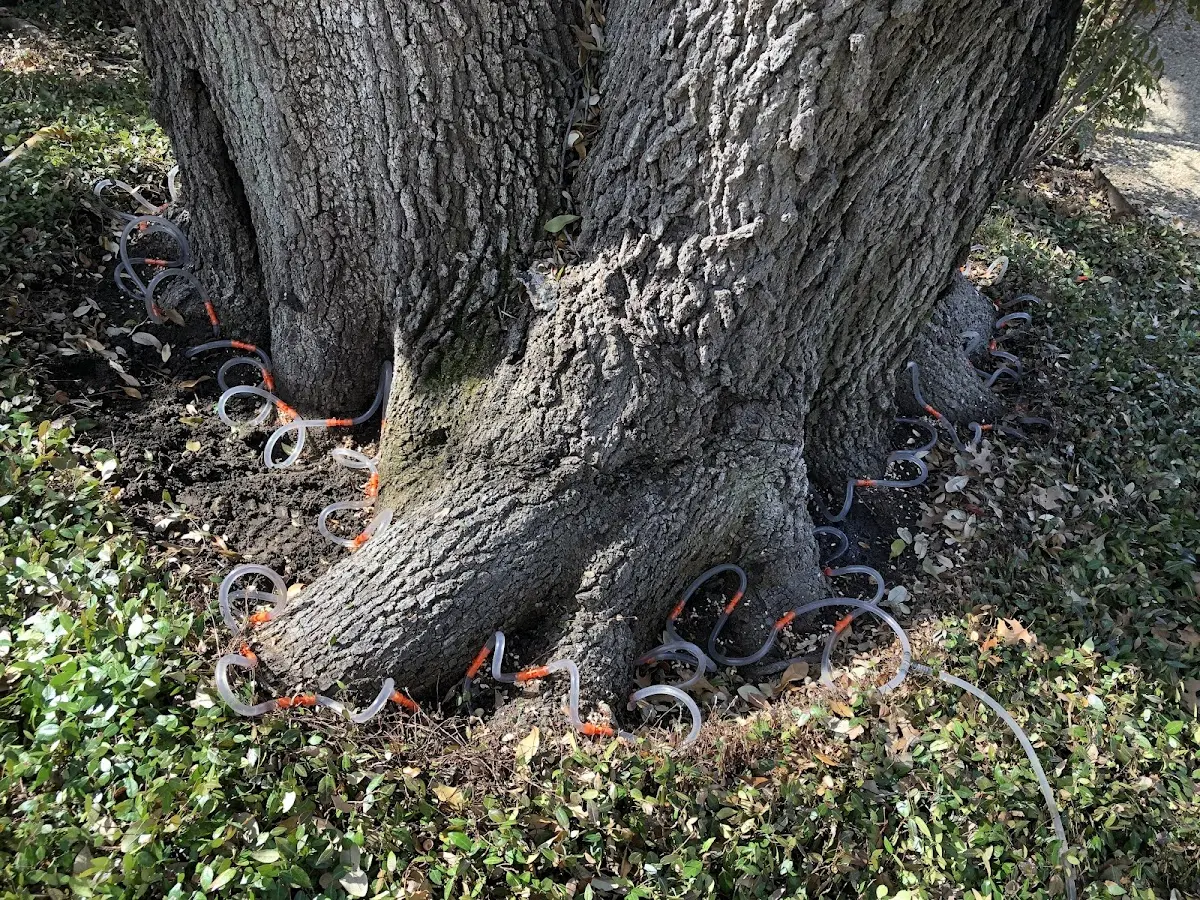 Detailed Tree Cabling and Bracing job site in Soquel