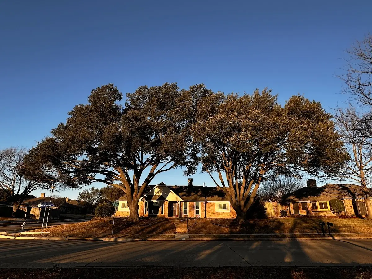 Established residential canopy tree shading a home in Soquel